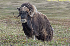 musk ox